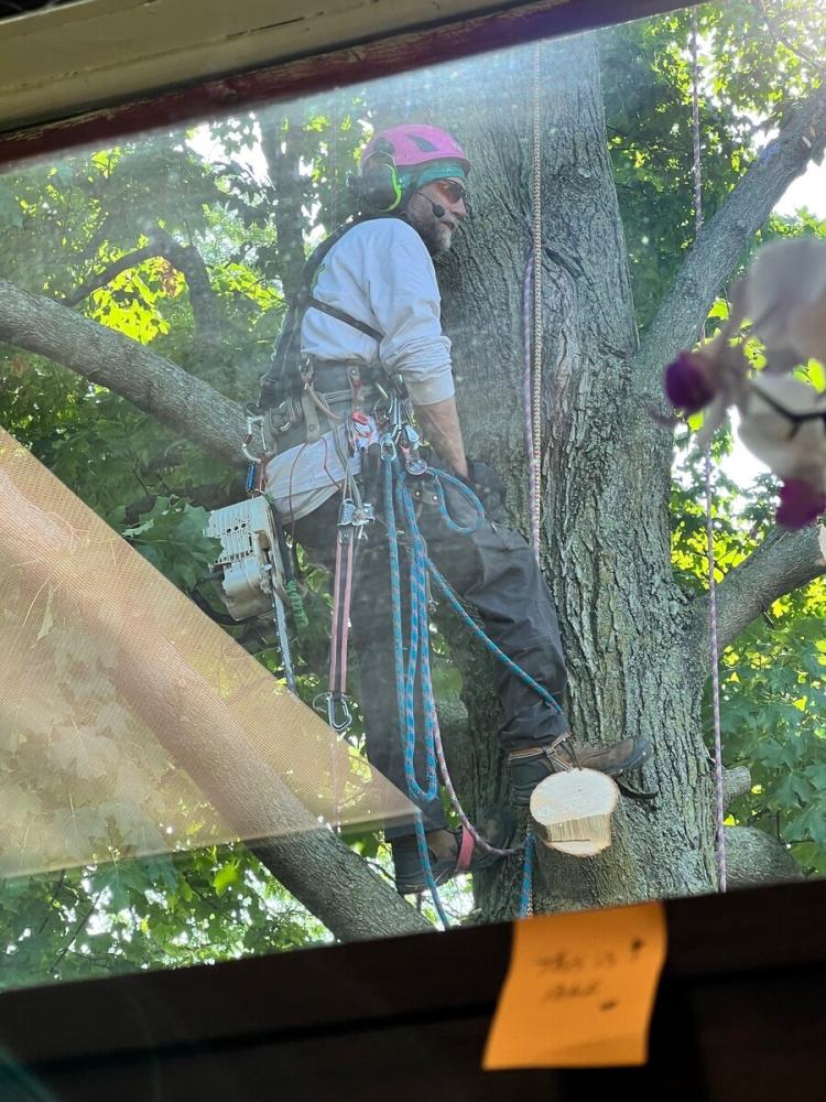 2023.7.31-Tree-coming-down