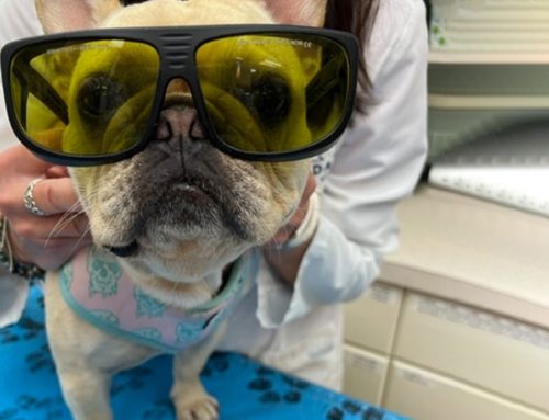 Complementary therapies: Blended theraies heal little dog