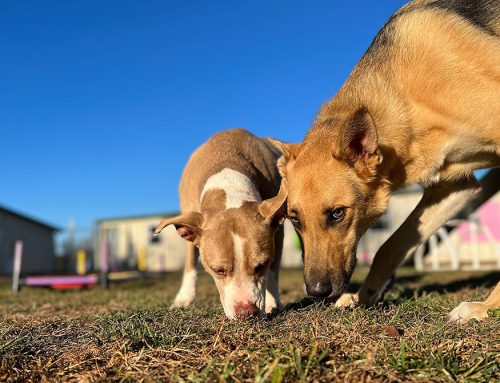 Boarding Facilities