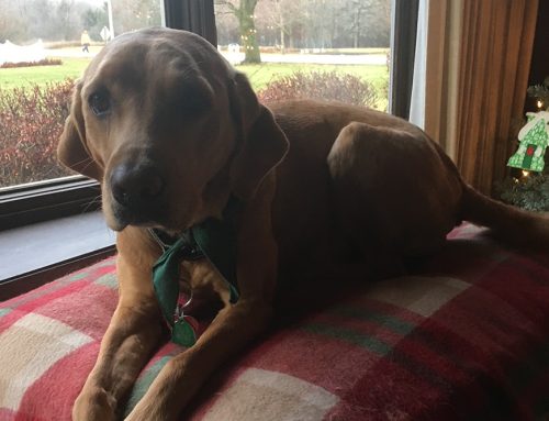 Dog Inflammatory Bowel Disease (IBD): Dog with rare digestive disorder gets relief from integrated treatment