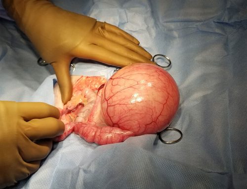 Cat Pyometra:  Emergency surgery saves cat’s life
