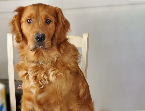 Xylitol toxicity: Pet owner’s quick thinking saves Mojo’s life