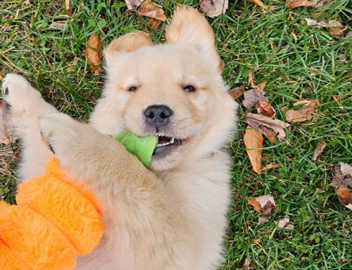 Home Cooking for your dog: Part 2