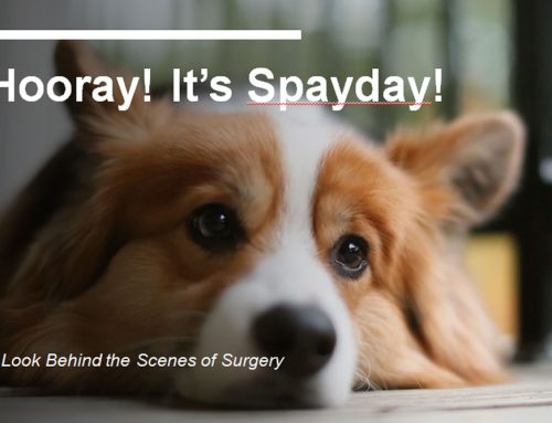 Dog Spay, What to expect: Rosey’s Story