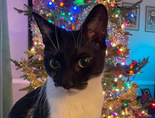 Cat herbal therapy: Tabb’s Herbal therapy