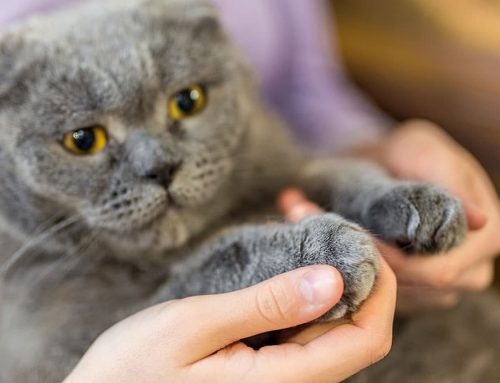 Why We Do Not Perform Declaws