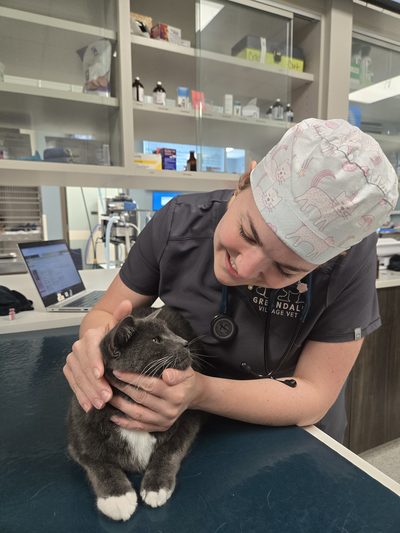 Veterinarian gently feeling a gray and white cat's chin and throat to check lymph nodes and glands