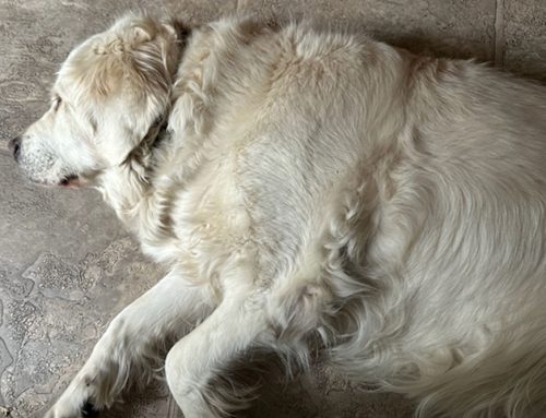 Dog anal gland infection: When a dog has a bum bottom