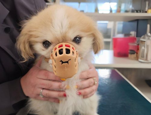 Muzzling pets: Reduce Stress and Increase Safety