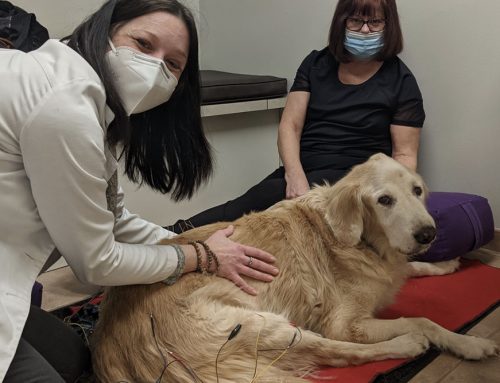 Herbal Medicine for Pets