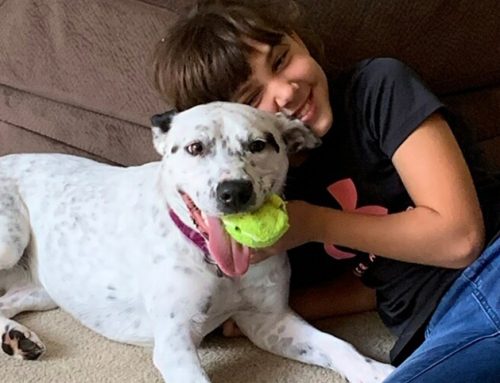 Dog cruciate tear, TPLO: Young dog overcomes pain after surgery