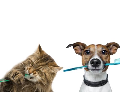 Dental disease: Don’t let dental disease affect your pet’s overall health