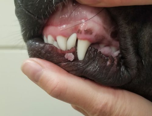 Dog warts: Dog warts might look scary but they’re likely harmless