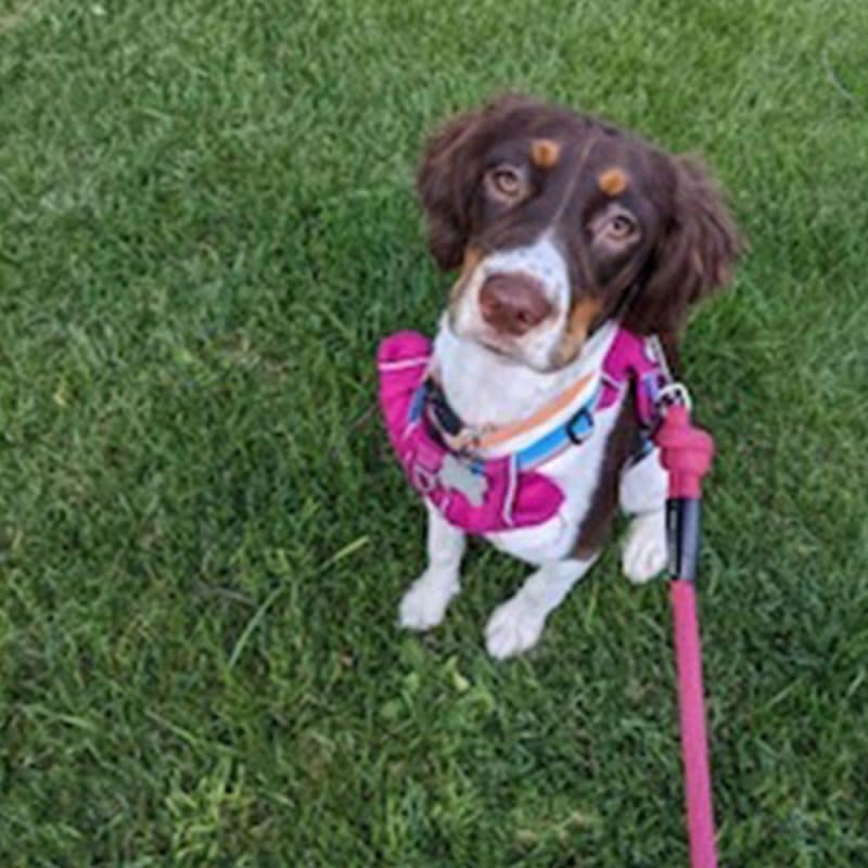 Dog explains her trouble with insects | Greendale Village Vet