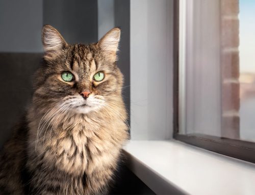 New treatment offers pain relief for elderly cats