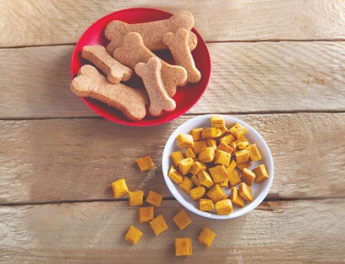 Home cooking: Do you fancy yourself a canine chef?