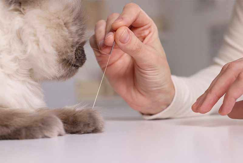 Acupuncture | Greendale Village Vet