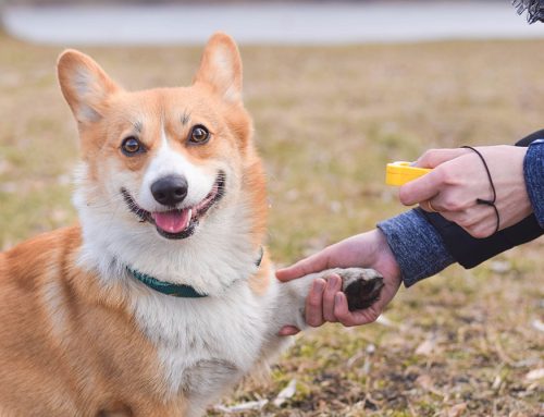 Positive Reinforcement Dog Trainers
