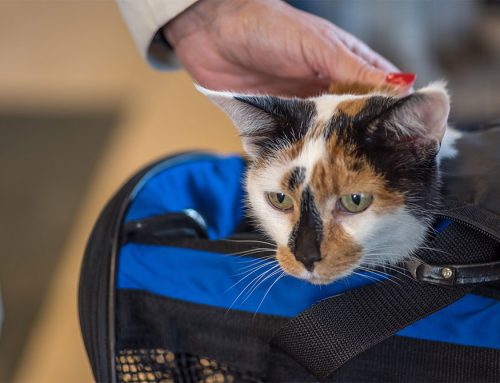 Timing of Spay/Neuter