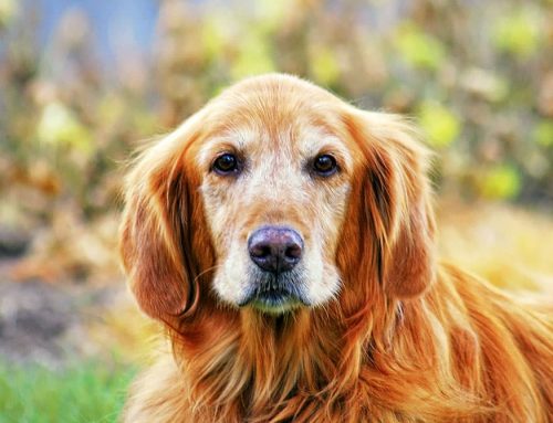 Timing of Spay/Neuter