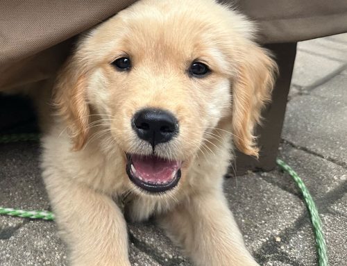 Are there invisible threats developing in your pet’s mouth?
