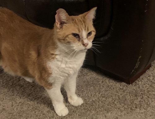 Mites are mighty uncomfortable!