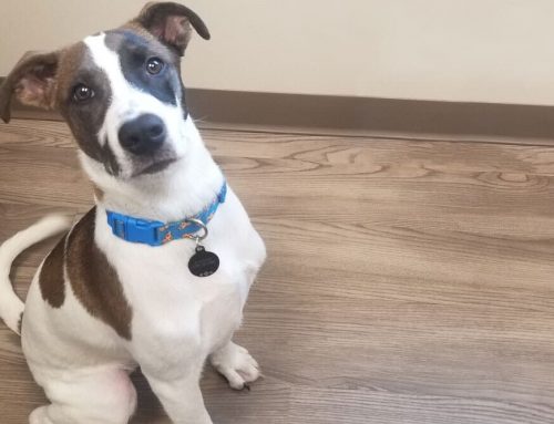 Never underestimate your pet’s smarts