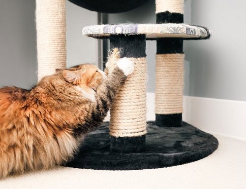 Scratching Solutions: Alternatives to Declawing Cats
