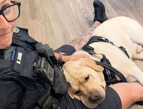 What happens when the therapy dog needs therapy?