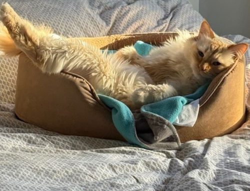 Urinary symptoms threaten cat’s life