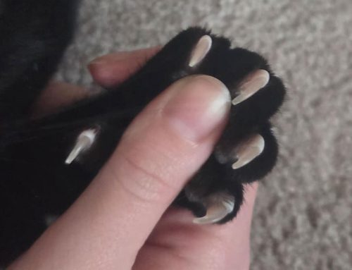 Cat Declawing: Clinic Adopts New Policy