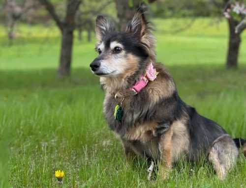 Hypothyroidism: A Sheltie’s journey to her best self